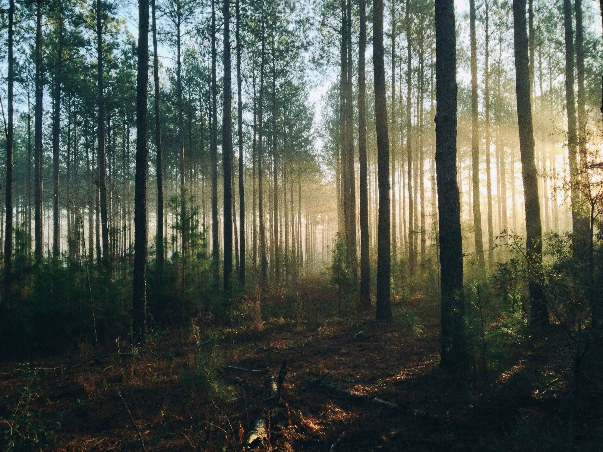 Survival Training: Survival Training in der Wildnis